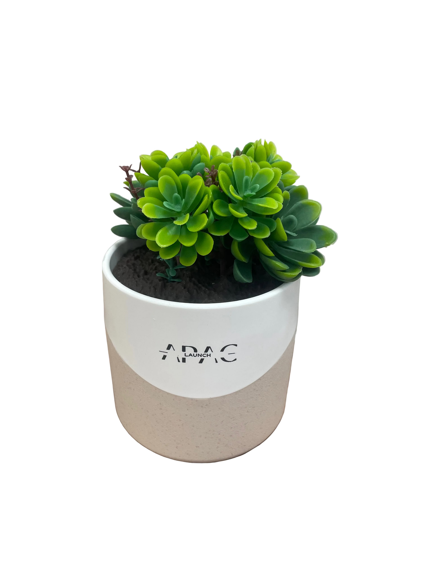 Branded Succulent