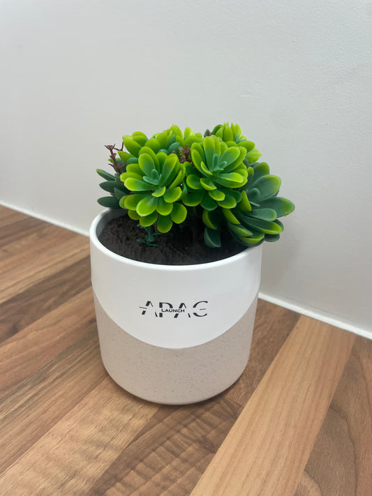 Branded Succulent